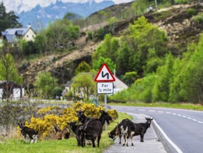 Goats over Invershiel, Loch Duich, Scotland, UK