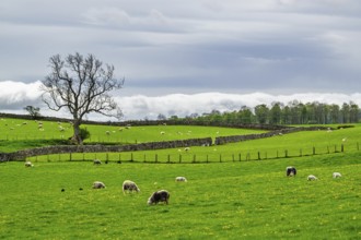 Farms, Pooley Bridge, Ullswater Lake, Lake District National Park, Cumbria, England, United Kingdom