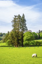 Farms in Lake District National Park, Cumbria, England, United Kingdom