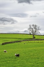 Farms, Pooley Bridge, Ullswater Lake, Lake District National Park, Cumbria, England, United Kingdom
