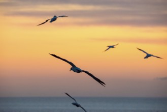 Several gannets (Morus bassanus) (synonym: Sula bassana) flying, soaring elegantly with