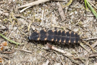 Common glow-worm (Lampyris noctiluca), female crawls, creeps, during the day over sandy, dry,