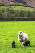 Sheep and farm in Lake District National Park, Coniston Water, Cumbria, England, United Kingdom