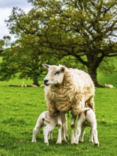 Sheeps, Pooley Bridge, Ullswater Lake, Lake District National Park, Cumbria, England, United