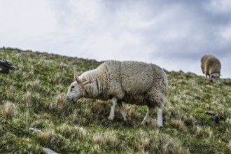 Sheeps on farms over Neist Point Lighthouse, Isle of Skye, Scotland, UK
