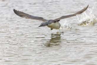 Red-throated diver (Gavia stellata) taking off on the water, Aventdalen, Longyearbyen, Spitsbergen,