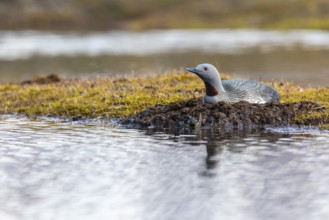 Red-throated diver (Gavia stellata) breeding on the nest, Aventdalen, Longyearbyen, Spitsbergen,
