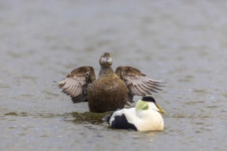 Eider duck (Somateria mollissima), hen grooming her feathers, duck birds (Anatidae), Aventdalen,