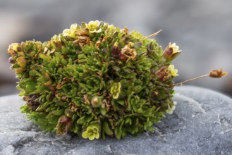 Draba, Brassiacaceae, Spitsbergen, Svalbard