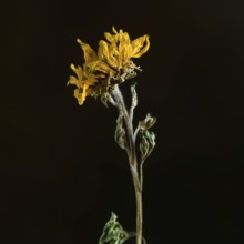 A dried sunflower stands elegantly with its withered petals and textured stem, capturing the beauty