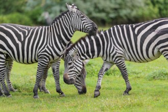 Three Grant's zebras (Equus quagga boehmi) graze head to head in a green meadow. Kenya