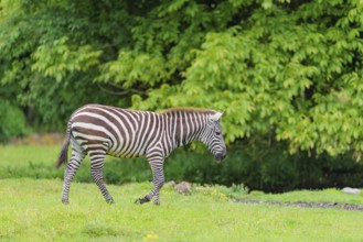 A Grant's zebra (Equus quagga boehmi) stands in a green meadow. Kenya