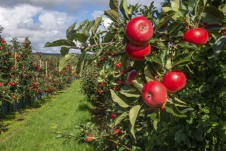 Red apples type Discovery in apple orchard in Rörum, Österlen fruit district, Simrishamn
