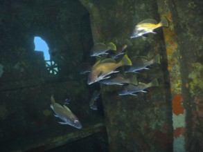 Sea ravens (Sciaena umbra) swim underwater near the wall of a rusty shipwreck. Dive site wreck of