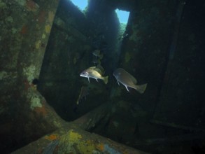 Dark shipwreck under water with passing sea ravens (Sciaena umbra) and blue lighting. Dive site