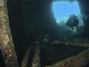A diver examines a shipwreck with a group of common seals (Sciaena umbra) underwater. Dive site
