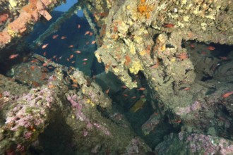 Inner part of a shipwreck with schools of fish in the underwater world. Dive site wreck Michel C,