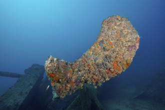 Large overgrown propeller of a shipwreck rises in front of blue water. Dive site wreck Michel C,