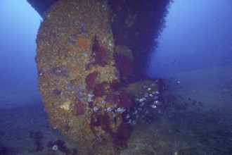 A large propeller of a shipwreck overgrown with Violescent sea-whip (Paramuricea clavata)