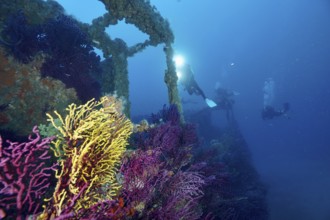 Divers explore a shipwreck surrounded by colourful Violescent sea-whips (Paramuricea clavata) and
