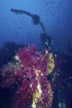 Violescent sea-whips (Paramuricea clavata) and fish surround a curved lifting arm under water. Dive