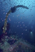 Fish move over mysterious parts of a shipwreck, behind them a diver. Dive site wreck Le Donator,