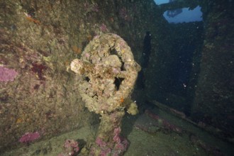 Overgrown rotating wheel in a mysterious shipwreck. Dive site wreck Le Donator, Giens peninsula,