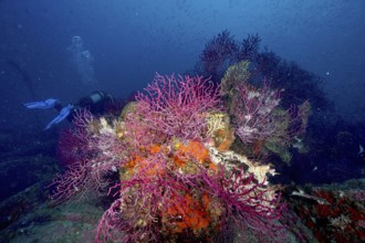 Violescent sea-whip (Paramuricea clavata) growing on a shipwreck. Diver in the background. Many