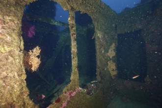 Interior of a shipwreck with windows, gorgonians and fish in a dark atmosphere. Dive site wreck Le