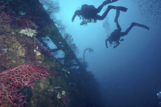 Two divers explore an overgrown shipwreck in deep blue water. Dive site wreck Le Donator, Giens