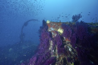 Purple overgrown shipwreck surrounded by a school of fish in the deep ocean. Dive site wreck Le