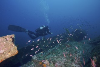 Diver swimming over a shipwreck, surrounded by numerous pink fish, Mediterranean flag perch