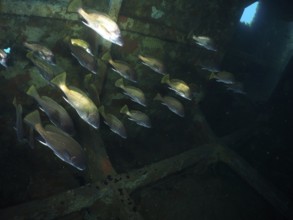 A shoal of sea rays (Sciaena umbra) moves through a rusty shipwreck under water. Dive site wreck of