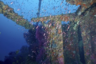 Numerous colourful fish, Mediterranean flagfish (Anthias anthias), swim around an old shipwreck