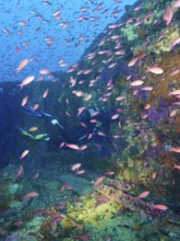 A diver penetrates a multicoloured shipwreck, surrounded by a multitude of small fish,