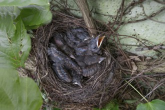 Five young blackbirds (Turdus merula) in the nest, Bavaria, Germany