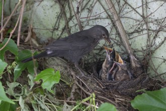 Mother blackbird (Turdus merula) feeding her five young in the nest, Bavaria, Germany