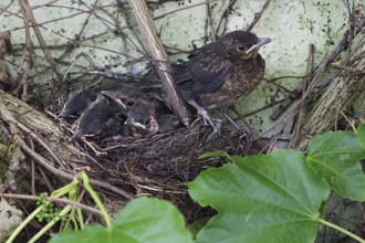 Five young, fledged blackbirds (Turdus merula) still in the nest, in the clutch, twelve days old,
