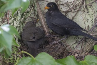 Pair of blackbirds (Turdus merula) feeding their young, Bavaria, Germany
