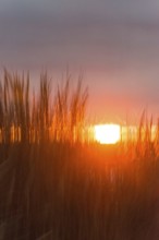 Intense red sunlight shimmering through tall grasses, warm atmosphere, European Marram Grass