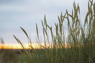 European Marram Grass (Ammophila arenaria (L.) Link, Syn.: Calamagrostis arenaria (L.) Roth), also