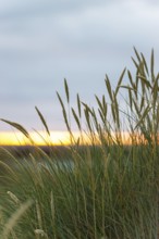 European Marram Grass (Ammophila arenaria (L.) Link, Syn.: Calamagrostis arenaria (L.) Roth), also