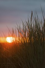 Intense red sunlight shimmers through tall grasses and creates a warm atmosphere, European Marram