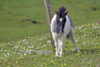A small pony stands on a green meadow next to a pasture fence, surrounded by blooming flowers under