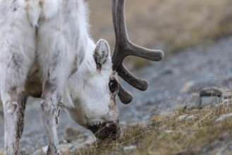 Portrait of a Spitsbergen roe deer (Rangifer tarandus platyrhynchus), Mammals (Mammalia),