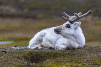 Svalbard skate (Rangifer tarandus platyrhynchus) resting in a meadow, Mammals (Mammalia),