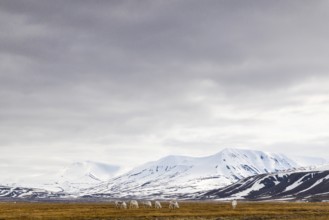 Group of Svalbard Rhen (Rangifer tarandus platyrhynchus) grazing off Snow Mountain, Mammals