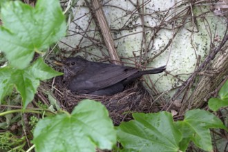 Breeding blackbird (Turdus merula) in the nest, Bavaria, Germany