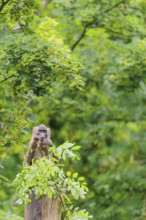 A female Drill (Mandrillus leucophaeus) sits high up in a tree, eating leaves. A green forest can
