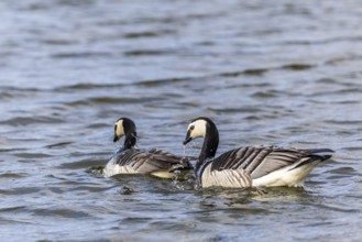 White-fronted Goose (Branta leucopsis), Geese (Anseriformes), Mating in the water, Aventdalen,